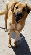 XENA, Hund, Mischlingshund in Rumänien - Bild 2