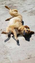 XENA, Hund, Mischlingshund in Rumänien - Bild 3