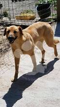 XENA, Hund, Mischlingshund in Rumänien - Bild 4