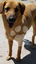 XENA, Hund, Mischlingshund in Rumänien - Bild 5