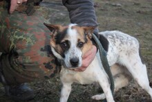 MISCA, Hund, Mischlingshund in Rumänien - Bild 1