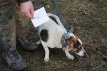 MISCA, Hund, Mischlingshund in Rumänien - Bild 2