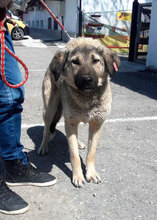 SEPPI, Hund, Mischlingshund in Bulgarien - Bild 1