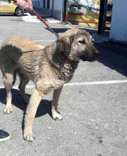 SEPPI, Hund, Mischlingshund in Bulgarien - Bild 2