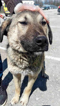 SEPPI, Hund, Mischlingshund in Bulgarien - Bild 3