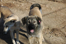 SEPPI, Hund, Mischlingshund in Bulgarien - Bild 4