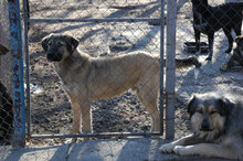 SEPPI, Hund, Mischlingshund in Bulgarien - Bild 5