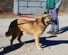 SEPPI, Hund, Mischlingshund in Herschbroich - Bild 11