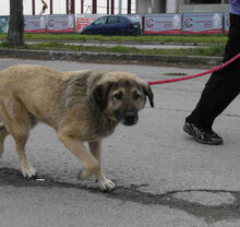 SEPPI, Hund, Mischlingshund in Herschbroich - Bild 15