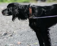 DARKO, Hund, Mischlingshund in Waldorf - Bild 2