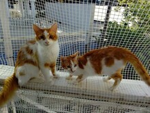 CLYDE, Katze, Europäisch Kurzhaar in Griechenland - Bild 1
