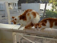 CLYDE, Katze, Europäisch Kurzhaar in Griechenland - Bild 3