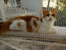 CLYDE, Katze, Europäisch Kurzhaar in Griechenland - Bild 4