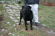 MOZART, Hund, Labrador Retriever in Zweibrücken - Bild 1
