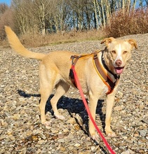 CARLOTTA, Hund, Mischlingshund in Monheim - Bild 10