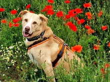 CARLOTTA, Hund, Mischlingshund in Monheim - Bild 4