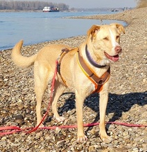 CARLOTTA, Hund, Mischlingshund in Monheim - Bild 9