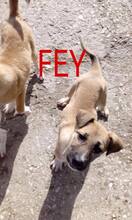 FEY, Hund, Mischlingshund in Holzen - Bild 5