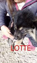 LOTTE, Hund, Mischlingshund in Bulgarien - Bild 1
