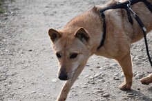 LIN, Hund, Mischlingshund in Breisach - Bild 11