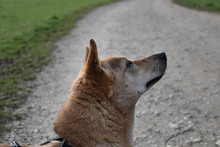 LIN, Hund, Mischlingshund in Breisach - Bild 12