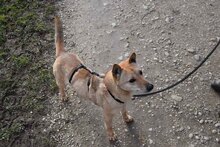 LIN, Hund, Mischlingshund in Breisach - Bild 13