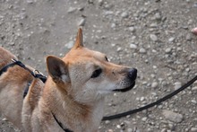 LIN, Hund, Mischlingshund in Breisach - Bild 14