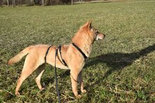 LIN, Hund, Mischlingshund in Breisach - Bild 17