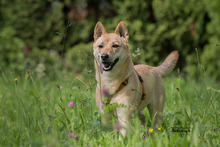 LIN, Hund, Mischlingshund in Breisach - Bild 2