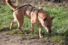 LIN, Hund, Mischlingshund in Breisach - Bild 20