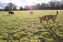 LIN, Hund, Mischlingshund in Breisach - Bild 21