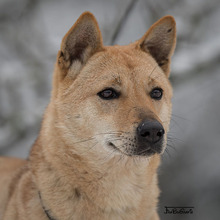 LIN, Hund, Mischlingshund in Breisach - Bild 25