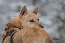 LIN, Hund, Mischlingshund in Breisach - Bild 27