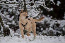 LIN, Hund, Mischlingshund in Breisach - Bild 28
