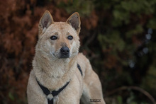 LIN, Hund, Mischlingshund in Breisach - Bild 29