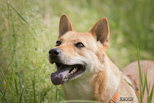 LIN, Hund, Mischlingshund in Breisach - Bild 5