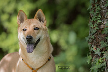 LIN, Hund, Mischlingshund in Breisach - Bild 6