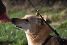 LIN, Hund, Mischlingshund in Breisach - Bild 7