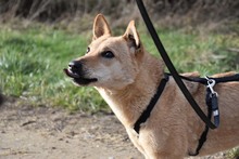 LIN, Hund, Mischlingshund in Breisach - Bild 8