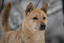 LIN, Hund, Mischlingshund in Breisach - Bild 9