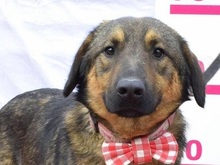 JAKUB, Hund, Mischlingshund in Slowakische Republik - Bild 1