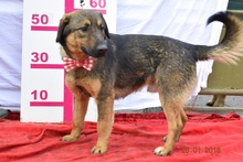 JAKUB, Hund, Mischlingshund in Slowakische Republik - Bild 2