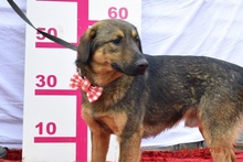 JAKUB, Hund, Mischlingshund in Slowakische Republik - Bild 3