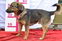 JAKUB, Hund, Mischlingshund in Slowakische Republik - Bild 4