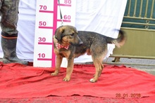 JAKUB, Hund, Mischlingshund in Slowakische Republik - Bild 5