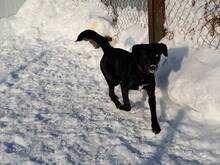 NANCY, Hund, Mischlingshund in Russische Föderation - Bild 3