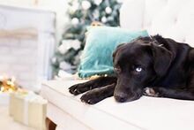 NANCY, Hund, Mischlingshund in Russische Föderation - Bild 4
