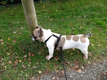 FATMA, Hund, Französische Bulldogge in Weiterstadt - Bild 4