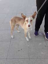 POPI, Hund, Mischlingshund in Spanien - Bild 2