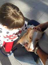 POPI, Hund, Mischlingshund in Spanien - Bild 4